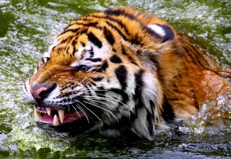 WILD BATH - canines, tiger, bathing, predator