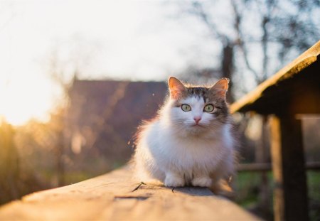 Cat - sleepy, cute, beautiful, cat, sleeping, kitty, cats, hat, cat face, paws, face, animals, pretty, beauty, sweet, kitten, lovely