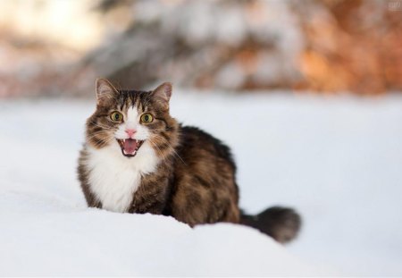 Cat - pretty, cat face, sleepy, paws, kitten, cats, face, sleeping, hat, beautiful, beauty, lovely, sweet, cat, cute, animals, kitty