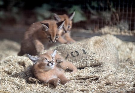 Caracals - sleepy, cute, beautiful, cat, sleeping, kitty, cats, hat, cat face, paws, face, animals, pretty, beauty, sweet, kitten, lovely