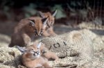 Caracals