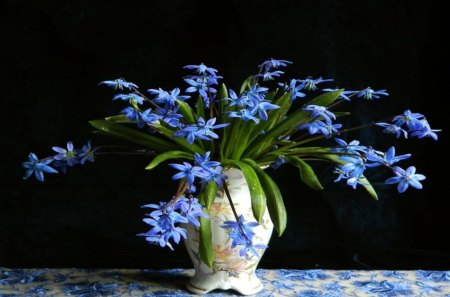 Still life - white, blue, flowers, photo, still life, flower