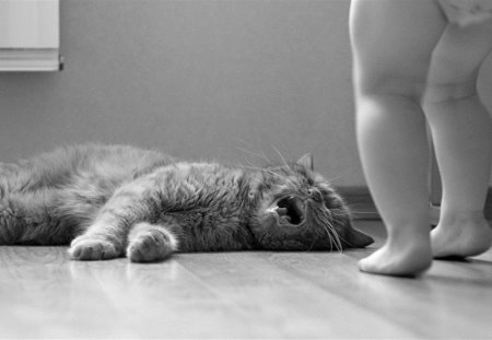 Heeeeelp !! - sleepy, cute, beautiful, cat, sleeping, kitty, cats, hat, cat face, paws, face, animals, pretty, beauty, sweet, kitten, lovely