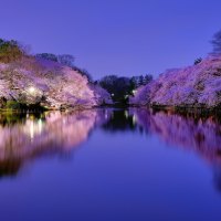 fabulous cherry blossoms on river banks