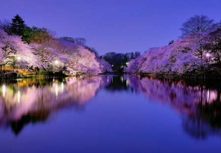 fabulous cherry blossoms on river banks - river, trees, blossoms, restaurants, reflection