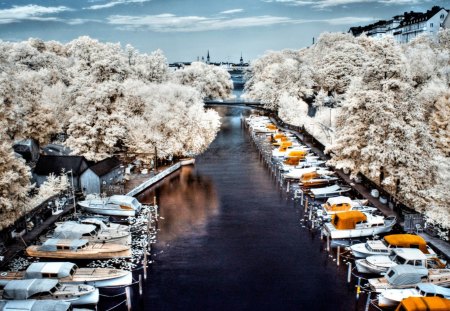 river marina lined by white trees - white, trees, boats, river, city, marina