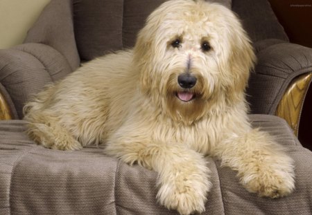 Light Brown Dog - Dog, Animals, Light, Brown