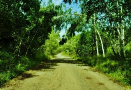 green arches - nature, forest, trees, road