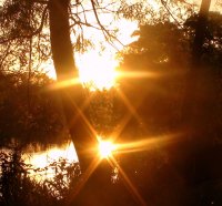 Sunset through the trees