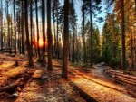 lovely natural trail in the forest hdr