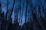 moon over leafless forest