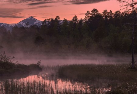 misty lake in a pink morning - morning, lake, mountain, forest, pink, grass, mist