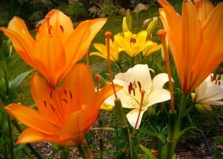 liliom - flowers, flowers orange nice yellow, yellow, nice, orange