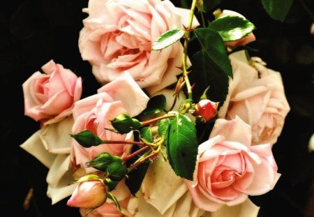 pink roses - green, nice, roses, pink