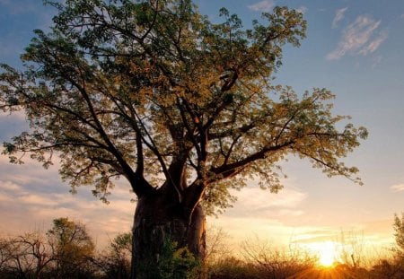 Africa - big, tree, sunset, africa