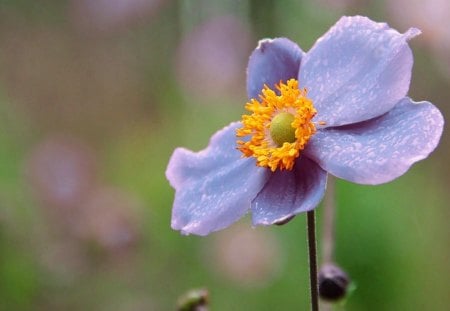 Flower - orange, purple, flower, beautiful