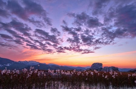 leftover cotton stalks in a winter sunset - winter, sunset, cotton, mountains, rocks