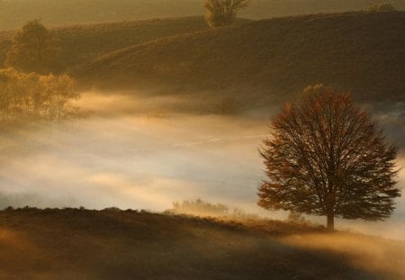 tree on a foggy hill - grass, trees, fog, hiils