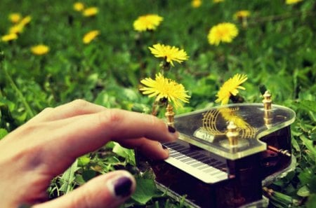 The Soloist - piano, flowers, yellow, soloist