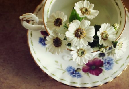 I will put Flowers in your Tea - flowers, saucer, cup, soft