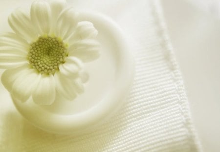 Flowers in a Buttonhole - buttonhole, white, pure, flower