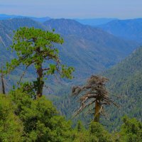 LIve and Dead Pine trees by a Ridge.