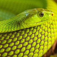 Green snake on a tree