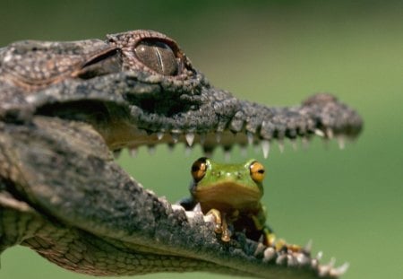 crocodile jaws - green, ear, crocodile, frog