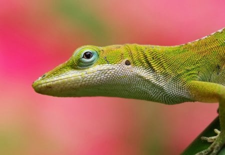 Lime lizard - lizard, pink, look, leave