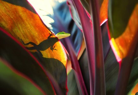 Lime lizard - lizard, sunlight, green, leave