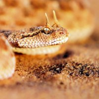 Sandy horned snake