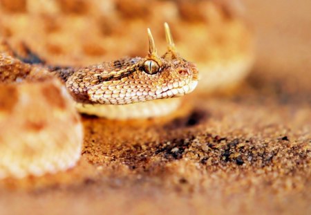 Sandy horned snake - sandy, desert, snake, brown