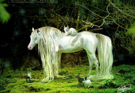 White Horse - simply, cat, cool, white horse