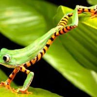 Striped frog