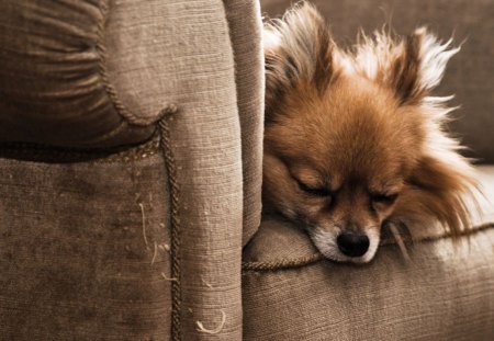 Dogs - sofa, cute, dog, hide