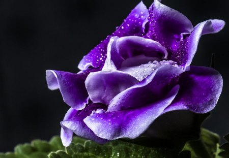 Gloxinia - bloom, gloxinia, drops, violet, fine, flower, flora