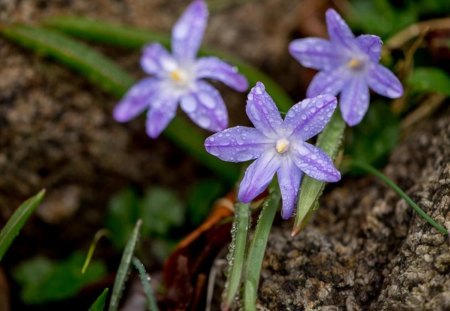 After Rain - purple, delicate, rain, flowers, after