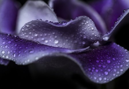 Purple Dream - flowers, petal, purple, dream