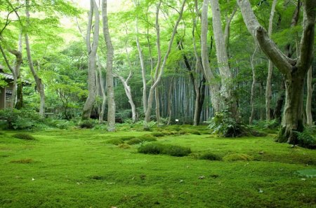 Forest - tree, forest, nature, green