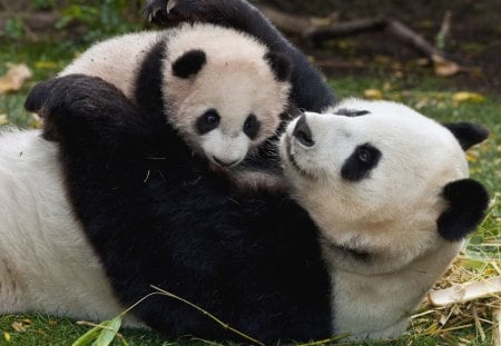 mama panda - panda, play, love, baby