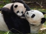 mama panda