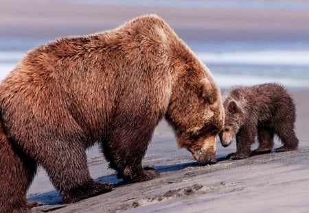 mother bear - fun, play, bear, his son