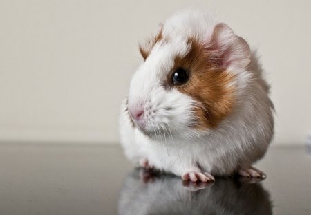 Guinea Pig - photo, pig, animal, guinea