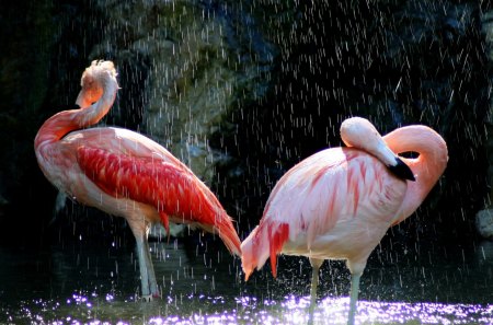 Flamingos - rain, sun, flamingos, cave, zoo, wild life, birds