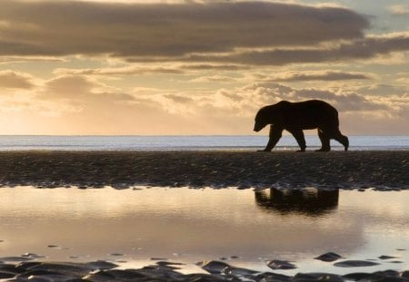 polar bear - walking, over ice, bear, sunset