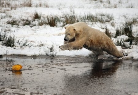 catch fish... - bear, try, river, catch, fish