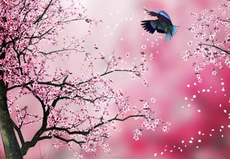 Pink blossom - bird, sakura, blossom, spring, pink