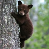 brown bear