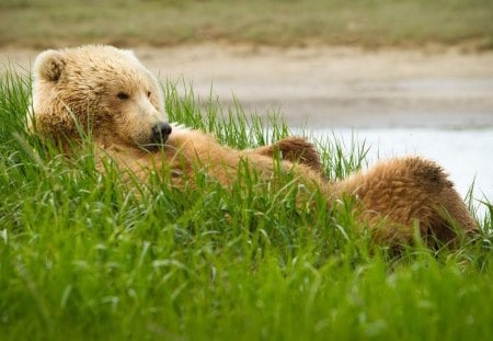 grizzly bear - bear, river, lying, grass