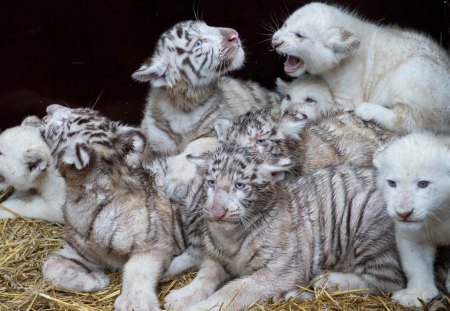 Tiger kindergarten - white, cubs, cub, tiger, cute, adorable